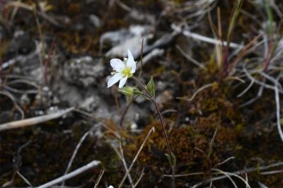 <i>Arenaria controversa</i>