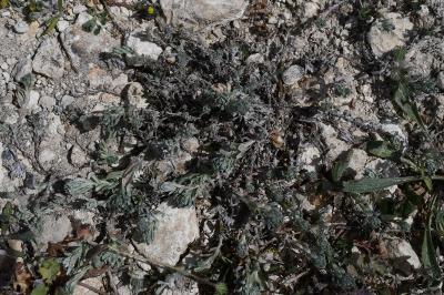 <i>Bombycilaena erecta</i>