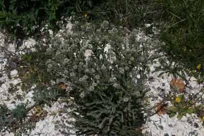 <i>Lepidium campestre</i>