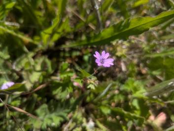 <i>Geranium pyrenaicum</i>