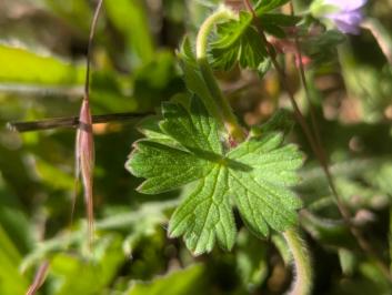 <i>Geranium pyrenaicum</i>