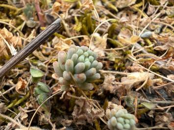 <i>Sedum rubens</i>