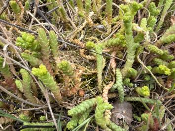 <i>Sedum acre</i>