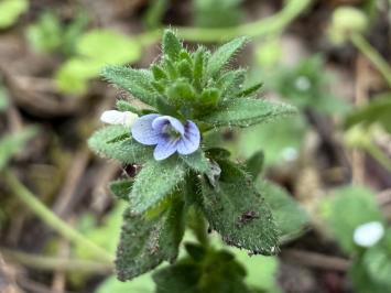 <i>Veronica arvensis</i>