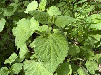 <i>Ballota nigra</i>