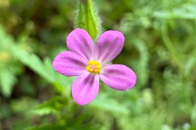 <i>Geranium purpureum</i>