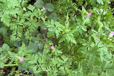 <i>Geranium purpureum</i>