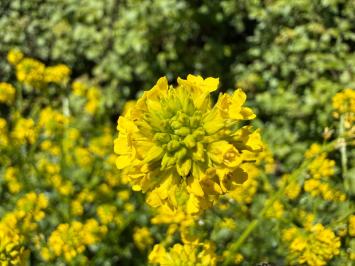 <i>Barbarea vulgaris</i>