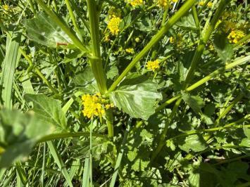 <i>Barbarea vulgaris</i>