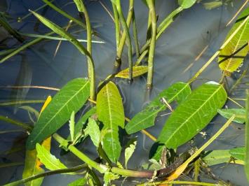 <i>Persicaria amphibia</i>