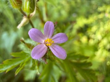 <i>Geranium purpureum</i>