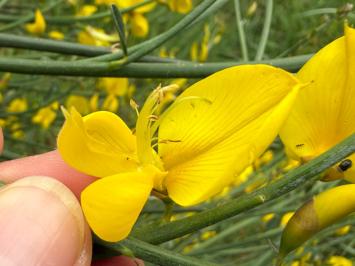 <i>Spartium junceum</i>