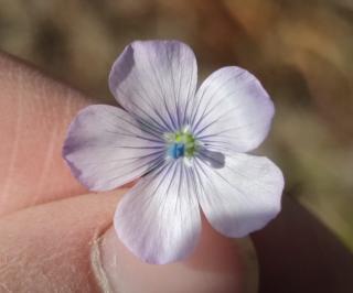 <i>Linum usitatissimum</i>