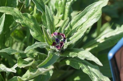 <i>Cynoglossum officinale</i>