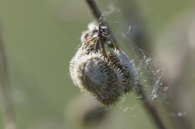 <i>Cynoglossum officinale</i>
