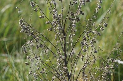 <i>Cynoglossum officinale</i>