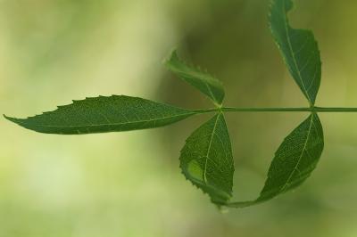 <i>Fraxinus angustifolia</i>