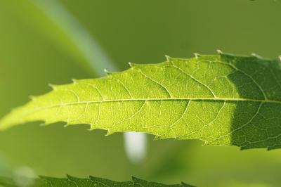 <i>Fraxinus angustifolia</i>