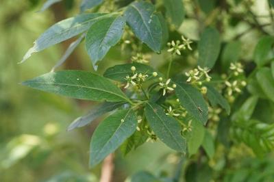 <i>Euonymus europaeus</i>