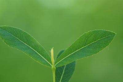 <i>Salix purpurea</i>