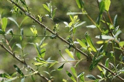 <i>Salix purpurea</i>