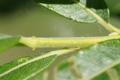 <i>Salix viminalis</i>