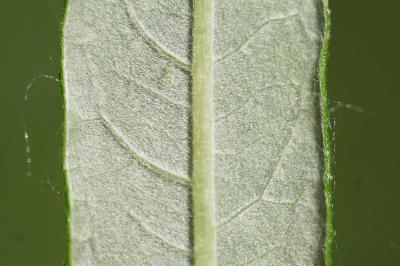 <i>Salix viminalis</i>