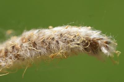<i>Salix viminalis</i>