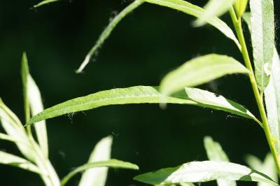 <i>Salix viminalis</i>