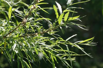 <i>Salix viminalis</i>