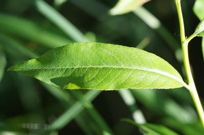 <i>Salix triandra</i>
