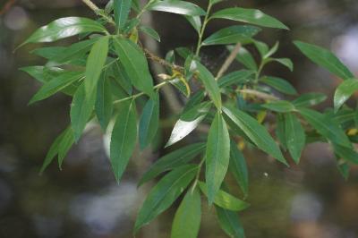 <i>Salix triandra</i>