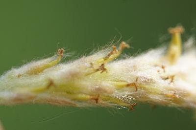 <i>Salix triandra</i>
