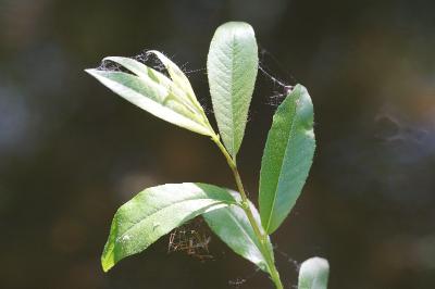 <i>Salix triandra</i>