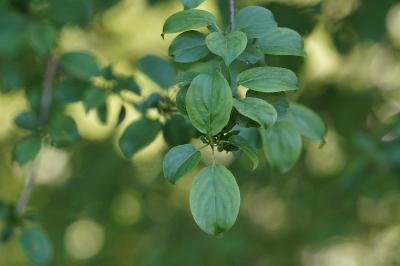<i>Rhamnus cathartica</i>