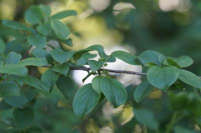 <i>Rhamnus cathartica</i>