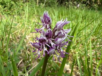 <i>Orchis simia</i>