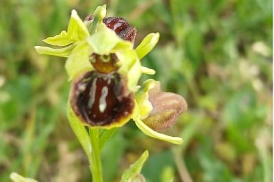 <i>Ophrys aranifera</i>