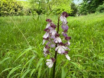 <i>Orchis purpurea</i>