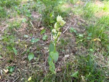 <i>Cephalanthera damasonium</i>