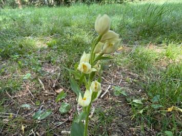 <i>Cephalanthera damasonium</i>