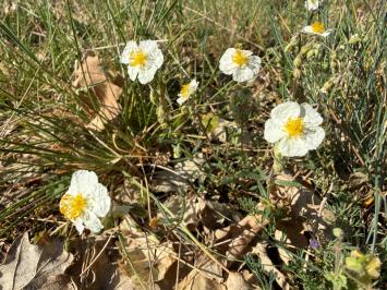 <i>Helianthemum apenninum</i>