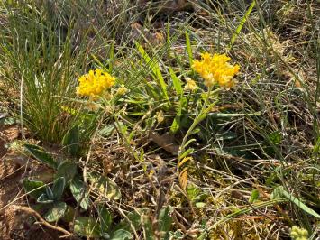 <i>Alyssum montanum</i>