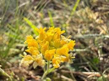 <i>Alyssum montanum</i>
