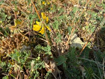 <i>Hippocrepis comosa</i>