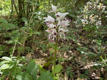 <i>Orchis simia</i>