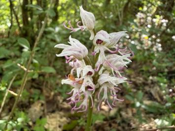 <i>Orchis simia</i>