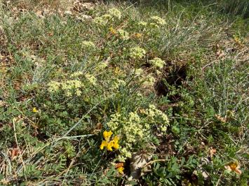 <i>Trinia glauca</i>