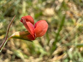 <i>Lathyrus sphaericus</i>