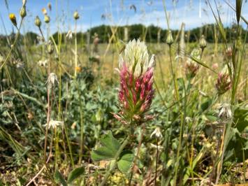 <i>Trifolium incarnatum var. molinerii</i>
